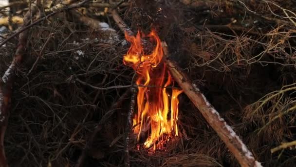 Les branches sèches des arbres brûlent dans la forêt. La nature brûle, des buissons, des branches d'arbres, des boules de fumée bleu foncé s'élèvent. Le concept des feux d'été, la nature en danger, l'obscurité. Des images HD de haute qualité — Video