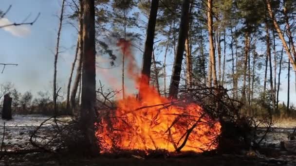 Rami di alberi secchi bruciano nella foresta. La natura brucia, cespugli, rami d'albero, sfere di fumo blu scuro salgono. Il concetto di incendi estivi, natura in pericolo, buio. Video HD di alta qualità — Video Stock