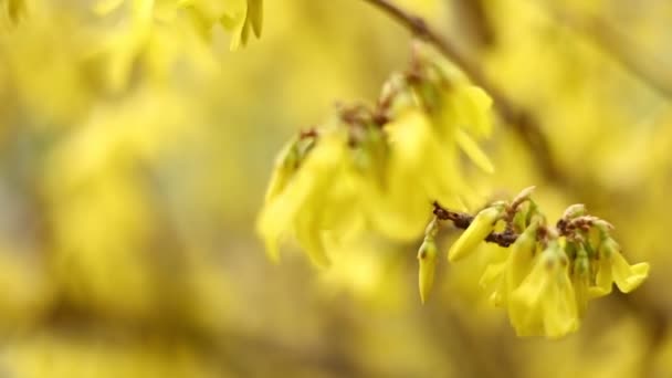 The blossoming Forsythia branch with yellow bright flowers, a close up macro it is horizontally. Forsythia. Oleaceae Family. Copy space. High quality 4k footage — Video Stock