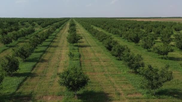 Vista Aérea Sobre Jardins Frutas Agrícolas Olhar Para Plantação Idealmente — Vídeo de Stock