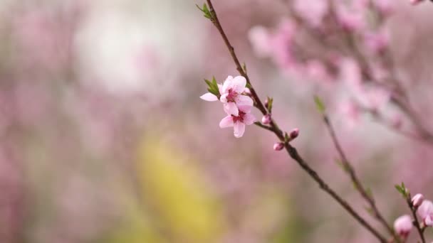 Bahar Mevsiminde Pembe Şeftali Çiçekleri Açar Güzel Şeftali Çiçekleri Rüzgarda — Stok video
