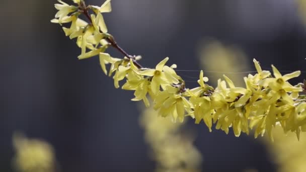 Blossoming Forsythia Branch Yellow Bright Flowers Close Macro Horizontally Forsythia — Stockvideo