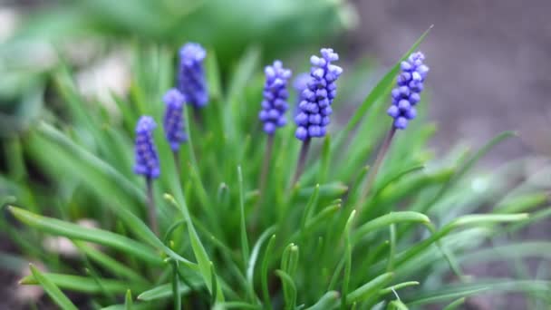 Close Blue Flowers Muscari Trembling Light Breeze Spring Flower Static — Vídeo de stock