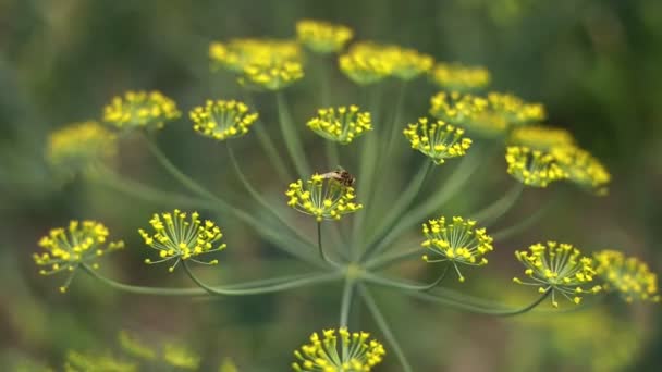 Méhecske Kényelmesen Leül Sárga Kaporvirágra Nektárt Beporzást Gyűjt Kertben Vagy — Stock videók