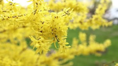 Çiçek açan sarı parlak çiçekli Forsythia dalı, yatay olarak yakın plan bir makrodur. Forsythia 'da. Oleaceae Ailesi. Uzayı kopyala Yüksek kalite 4k görüntü.