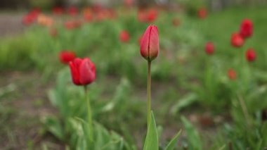 Kırmızı laleler yeşil çimlerin arka planında büyür. Çiçeklere dikkat et. bitki ve bahçe işleri. Mevsimlik ilkbahar Nisan ve Mayıs güzel çiçekler