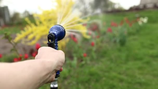 Close up male hand holding water hose and watering lawn or plants on backyard. gardener man with sprinkler in garden. hobby concept. — Stockvideo