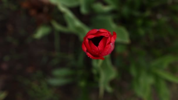 Один червоний тюльпан росте на фоні зеленої трави. подбайте про квіти. рослинне та домашнє садівництво. сезонна весна квітень і травень красиві квіти — стокове відео