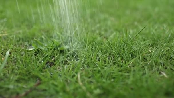Rega do gramado com água no verão. conceito de jardinagem. gotas de água do sistema de irrigação melhorada são alimentadas para cultivar plantas de jardim contra um dia ensolarado. — Vídeo de Stock