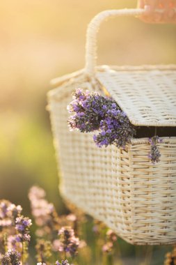 Hasır sepet lavanta çiçekleri tarlada günbatımı ışığı olan bir kadının genç ellerinde