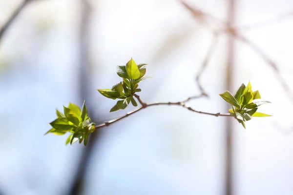 Крупным Планом Молодых Листьев Ветке Дерева Природе Весной Весна Цветущие — стоковое фото