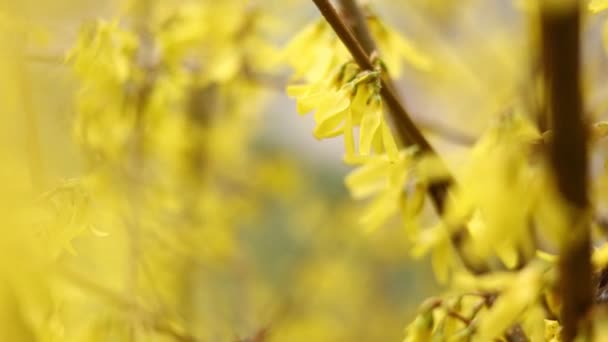 Virágzó Forsythia Sárga Fényes Virágokkal Egy Közeli Makró Vízszintesen Forsythia — Stock videók