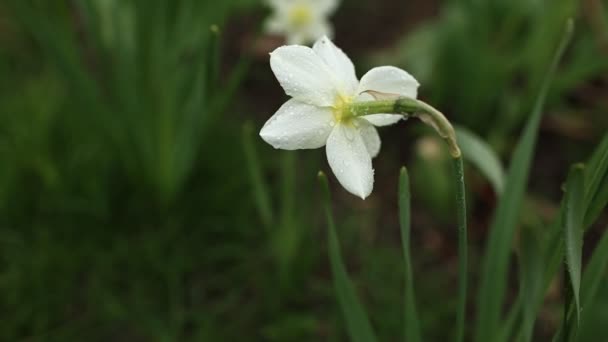 Close up view stock video footage of beautiful white and yellow flowers of daffodils narcissus and red tulips growing in home garden. spring plants blowing by wind — Stock Video