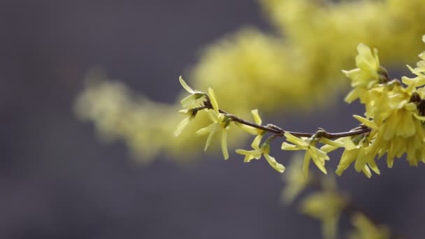 A virágzó Forsythia ág sárga fényes virágokkal, egy közeli makró vízszintesen. Forsythia vagyok. Oleaceae család. Másold a helyet. - Igen. Kiváló minőségű FullHD felvételek — Stock videók