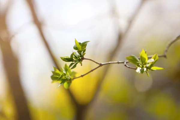 Nahaufnahme Von Jungen Blättern Auf Ästen Der Natur Frühjahr Frühjahrsblühender — Stockfoto