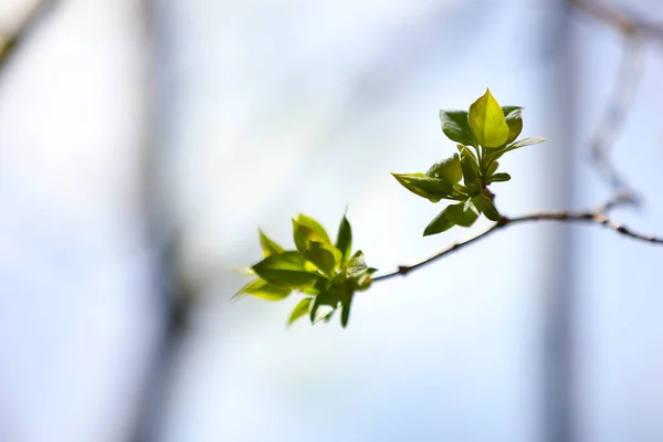 Közel Fiatal Levelek Faágon Természetben Tavasszal Tavasszal Virágzó Gyümölcsfa Kertben — Stock Fotó