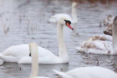 Sürü kuğuları gölette yüzer. Şehirde yabani kuşların kışı. Kuşların hayatta kalması, doğa bakımı, ekoloji çevre konsepti, fauna ekosistemi.