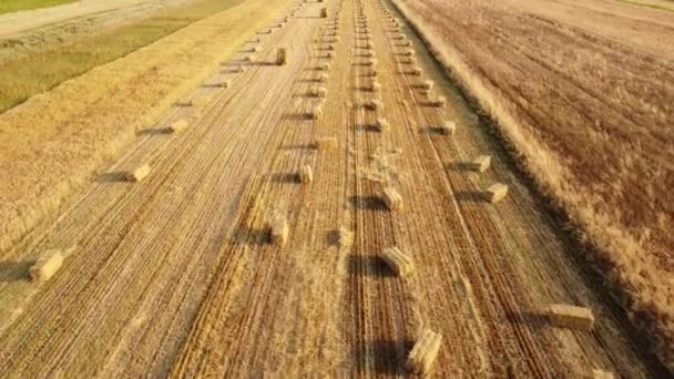 Воздушный вид поля с тюками соломы. Полевые работы, сбор сена и соломы спелой пшеницы. сельское поле во время сбора урожая. — стоковое видео