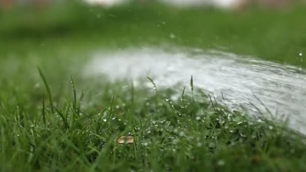 夏に芝生に水をやる 園芸の概念 浄化システムからの水の滴は晴れた日に対して園芸植物を育てるために供給されます — ストック動画