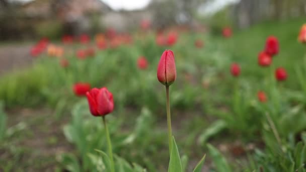 Czerwone Tulipany Rosną Zielonym Tle Trawy Zajmij Się Kwiatami Ogrodnictwo — Wideo stockowe