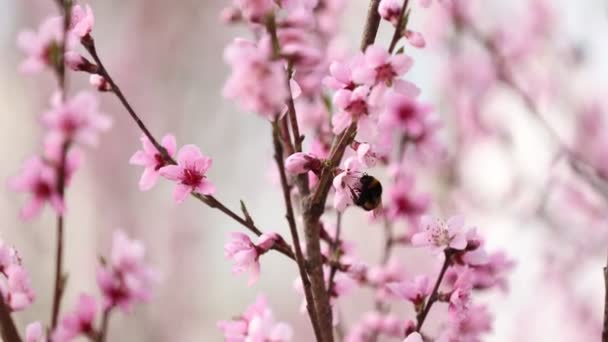 Api Volano Sopra Mandorlo Fiorito Primavera Ape Fiore Albicocca Primavera — Video Stock