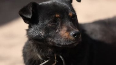 Siyah kırma köpek kulübesinde yaşam koşullarında zincirlenmiş ve yemek kaseleri kameraya bakıyor. Zincire vurulmuş genç bir köpek. Doğal kırsal alan. Yüksek kaliteli FullHD görüntüler.