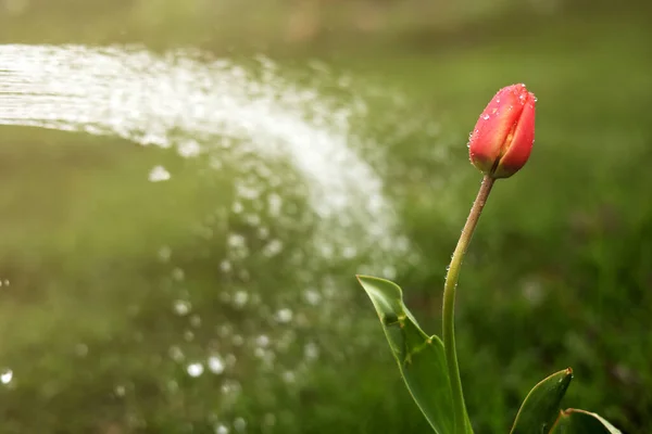 One Red Tulip Grows Green Grass Background Take Care Flowers — Zdjęcie stockowe
