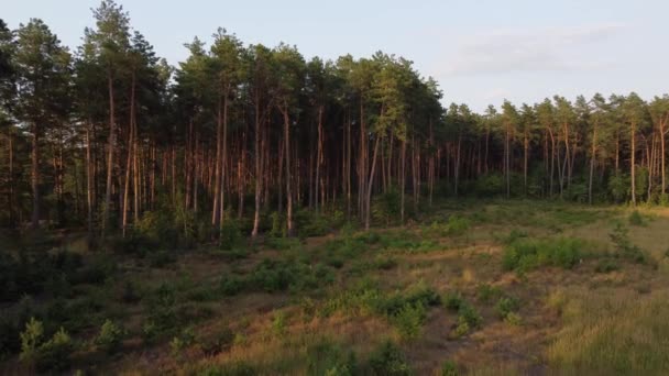 Drone Shot Aerial Fly Mixed Forest Trees High Quality Footage — Video
