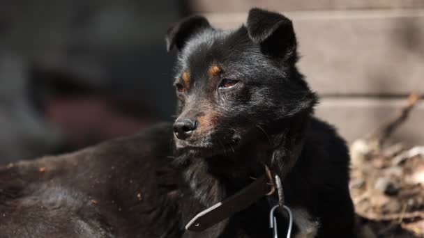 Perro Mestizo Negro Encadenado Una Cadena Condiciones Vida Cerca Cabina — Vídeos de Stock