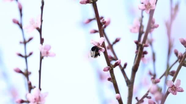Las Abejas Vuelan Sobre Almendro Floreciente Primavera Abeja Sobre Flor — Vídeos de Stock