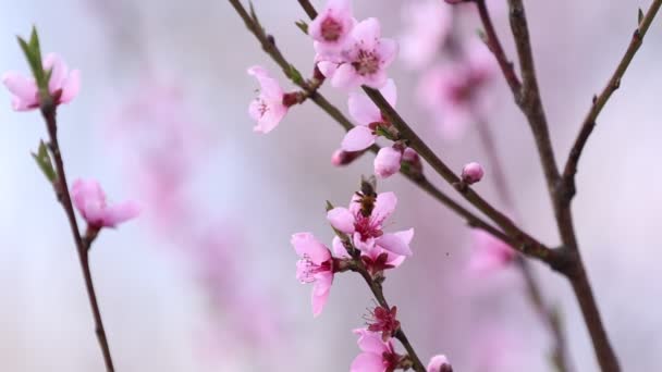 Las Abejas Vuelan Sobre Almendro Floreciente Primavera Abeja Sobre Flor — Vídeo de stock