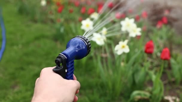 Close up male hand holding water hose and watering lawn or plants on backyard. gardener man with sprinkler in garden. hobby concept. — Stockvideo