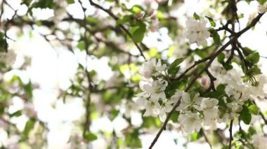White apple blossom. Branches with beautiful and light-colored Apple tree blossoms in a springtime garden. Macro natural background. Spring blossom background.
