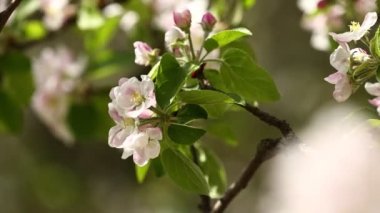 Baharda açan elma ağacının pembe çiçekleri açık havada güneşli bir günde yakın çekim makrosu. Yüksek kalite 4K görüntü. Bahar çiçeği arkaplanı.