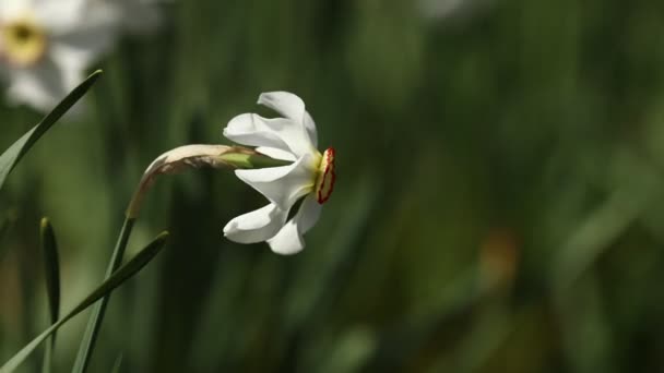 Bahçesinde Büyüyen Nergislerin Güzel Beyaz Sarı Çiçekleri Kırmızı Lalelerin Video — Stok video