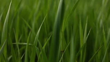 Detail view slow motion young wheat plants, Close view grain green healthy wheat trunks, Bio agriculture farming wheat plantation. field of growing wheat