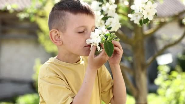 Liten Pojke Luktar Blommande Äpple Gren Barn Nära Vackra Blommande — Stockvideo