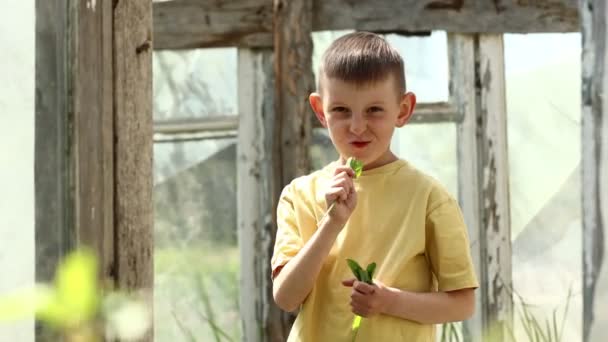 小さな男の子は屋外で新鮮なほうれん草を食べる 子供は素朴な背景で夏の日に緑を噛む 健康的な食生活 — ストック動画