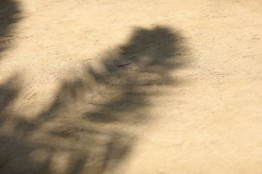 Kumda palmiye yaprağı gölgesi, üst manzara, güneşli güneş ışığı bahçesi, kopyalama alanı. Tropikal arka plan. Yüksek kalite fotoğraf