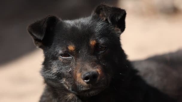 ブラック モングレル ドッグはブースの近くの生活環境とカメラを見た食器棚の鎖につながれていた 鎖の上にヤードの若い犬 自然の田園風景 高品質のフルHd映像 — ストック動画