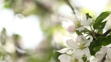 Beyaz elma çiçeği. İlkbahar bahçesinde güzel ve açık renkli elma ağaçları açan dallar. Makro doğal arka plan. Bahar çiçeği arkaplanı.