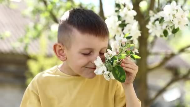 Niño Huele Rama Manzana Flor Niño Cerca Hermoso Árbol Floreciente — Vídeos de Stock