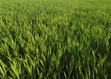 agriculture. green field of early wheat at sunset sunset sunlight movement. green grass sways in lifestyle the wind. Natural texture background, young wheat sprouts waving in wind. Harvest organic.