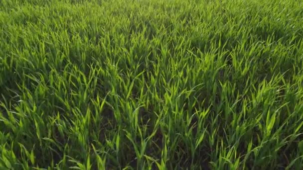 Agriculture Green Field Early Wheat Sunset Sunset Sunlight Movement Green — Stockvideo