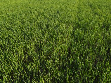 agriculture. green field of early wheat at sunset sunset sunlight movement. green grass sways in lifestyle the wind. Natural texture background, young wheat sprouts waving in wind. Harvest organic.