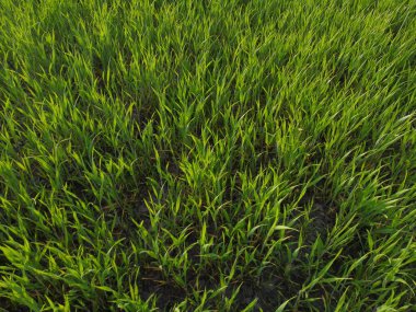 Bahar mevsiminde kolza tohumu sarı yeşil tarla, soyut doğal eko mevsimlik çiçek arkaplanı.