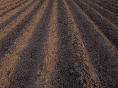 Patates alan Ekim - ufuk geç öğleden sonra ışıkları doğru çalışan gozlerime ile erken baharda.