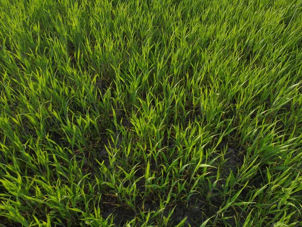 Bahar mevsiminde kolza tohumu sarı yeşil tarla, soyut doğal eko mevsimlik çiçek arkaplanı.