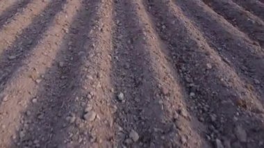 Kırsal alanda yeni ekilen patatesler için uzun düz üst sıralar, çizgiler, tepecikler. Toprak ekime ve ekime hazır..