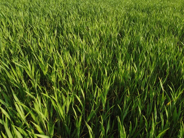 Сільське Господарство Зелене Поле Ранньої Пшениці Під Час Заходу Сонця — стокове фото